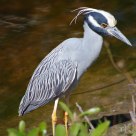 Yellow-Crowned Night-Heron